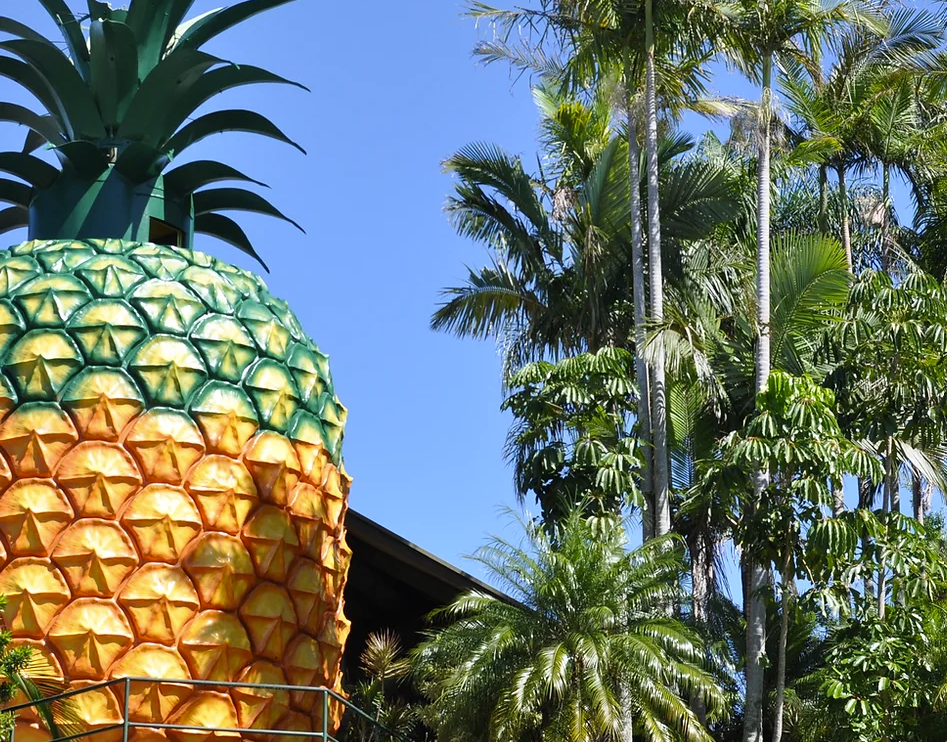 big pineapple