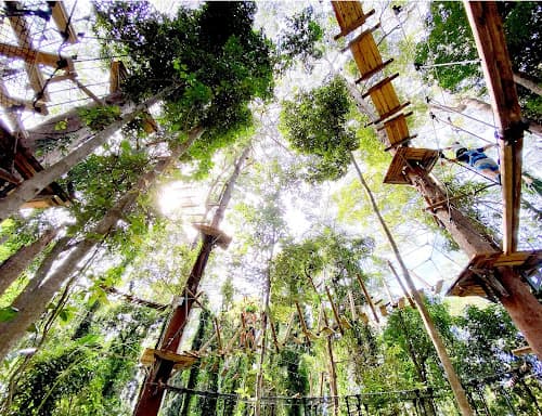 All You Need To Know About TreeTop Challenge: Sunshine Coast